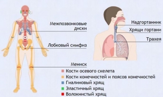 Интерактивные курсы. Биология 9 класс. Базовый. - fgospostavki.ru - Владикавказ