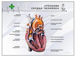 Стенд "Строение сердца человека" - fgospostavki.ru - Владикавказ