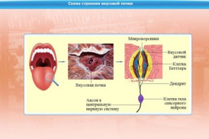 Интерактивные курсы. Биология 10 класс. Расширенный. - fgospostavki.ru - Владикавказ