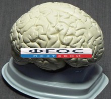 Модель "Мозг в разрезе" (белый) - fgospostavki.ru - Владикавказ