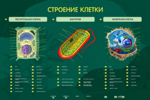 Электрифицированный стенд "Строение клетки" с маркерными полями - fgospostavki.ru - Владикавказ