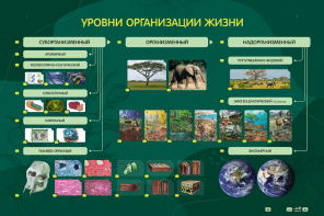Электрифицированный стенд "Уровни организации жизни" - fgospostavki.ru - Владикавказ