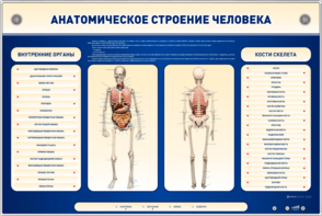 Электрифицированный стенд-тренажер c макетом скелета "Анатомическое строение человека" - fgospostavki.ru - Владикавказ