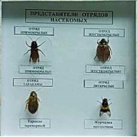 Коллекция энтомологическая "Представители отряда насекомых" - fgospostavki.ru - Владикавказ