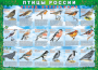 Комплект таблиц "Птицы России (4 листа)" (100х140 сантиметров, винил) - fgospostavki.ru - Владикавказ