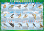 Комплект таблиц "Птицы России (4 листа)" (100х140 сантиметров, винил) - fgospostavki.ru - Владикавказ
