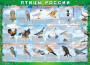 Комплект таблиц "Птицы России (4 листа)" (100х140 сантиметров, винил) - fgospostavki.ru - Владикавказ
