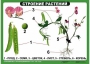 Комплект таблиц "Ознакомление с окружающим миром 1-4 класс" - fgospostavki.ru - Владикавказ